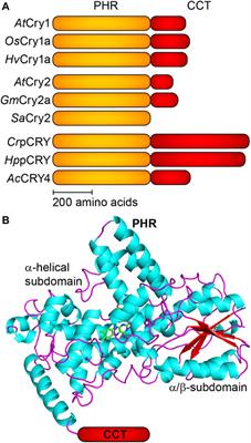 Plant Cryptochromes Illuminated: A Spectroscopic Perspective on the Mechanism